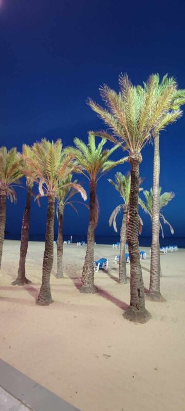 palm trees, Benidorm