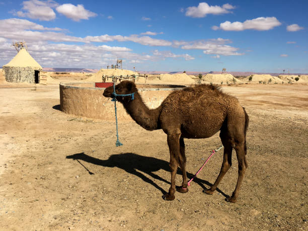  Best desert tours in Morocco for adventure seekers