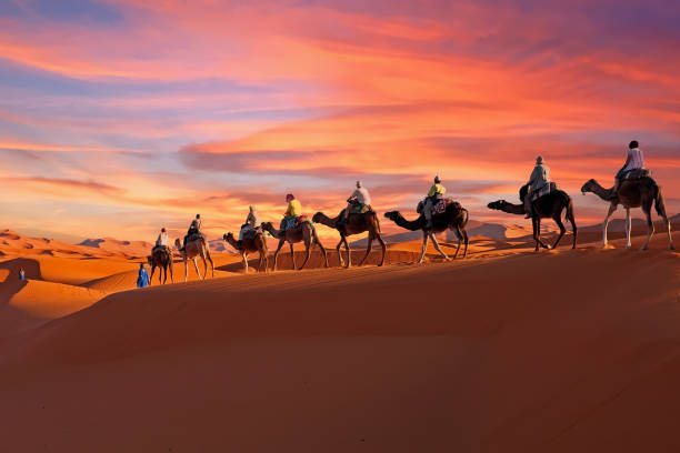 Camel Trekking Experience