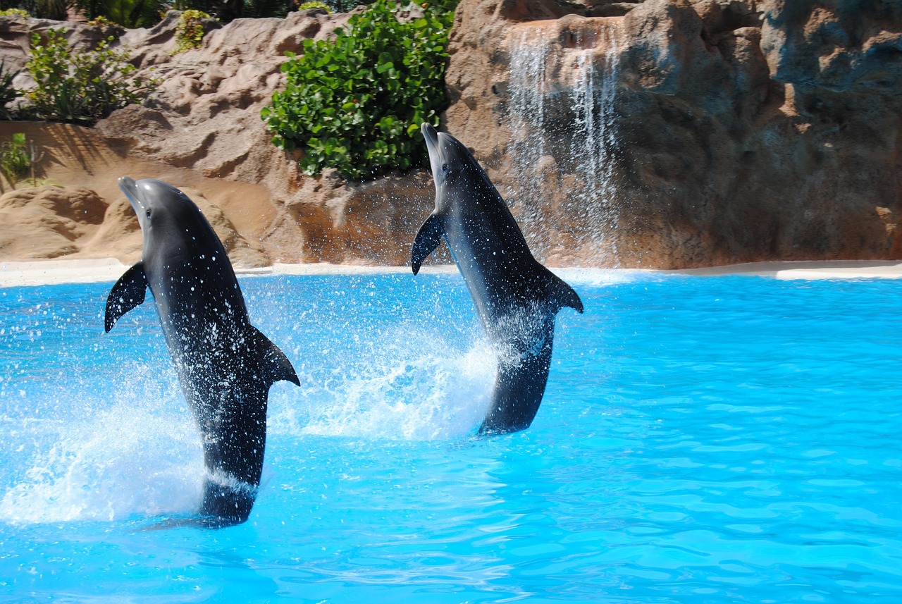 Dubai Dolphinarium for family fun