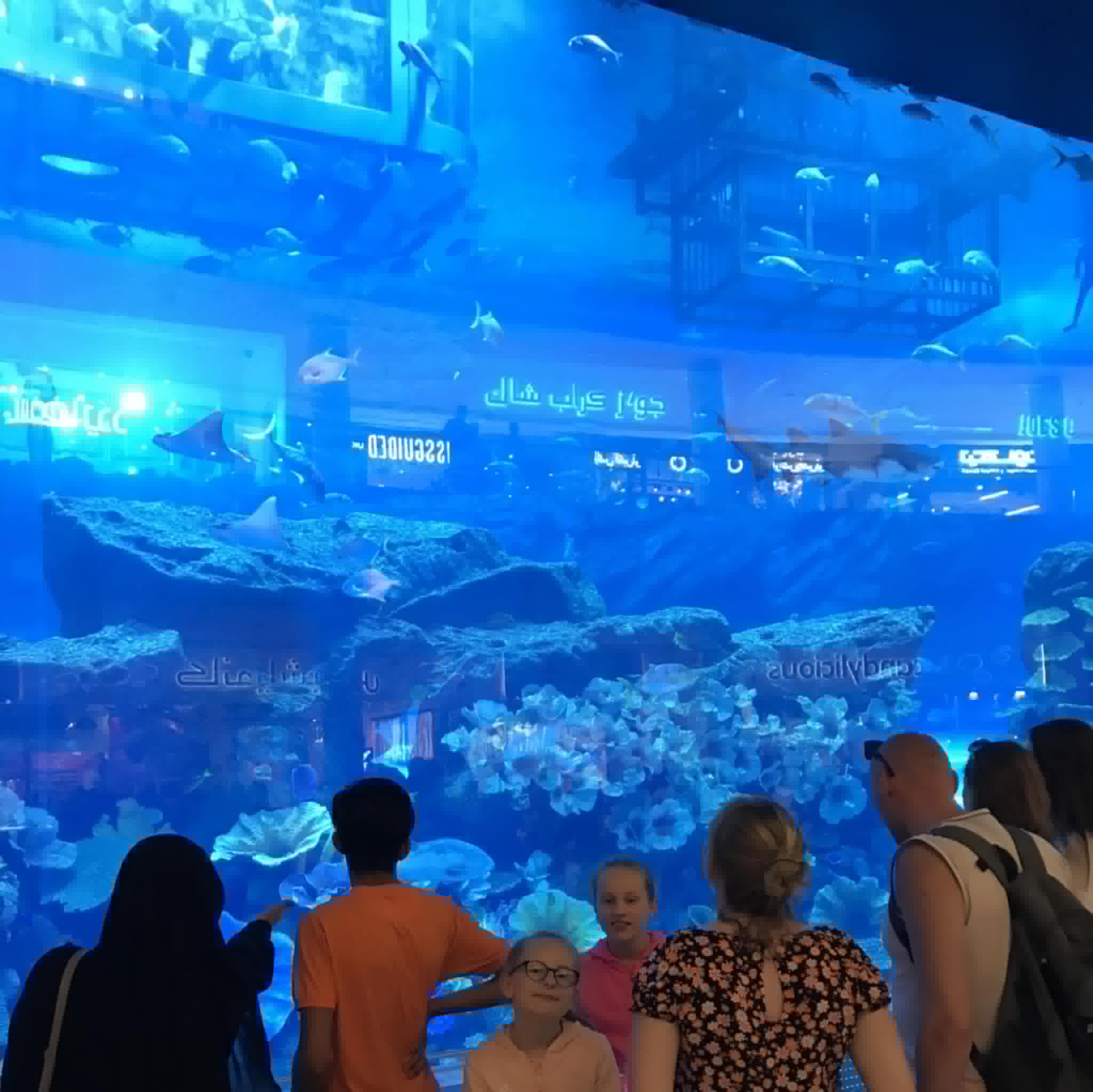 Family viewing marine life through a glass tunnel at Dubai Mall Aquarium – a fun and educational indoor attraction in Dubai for kids