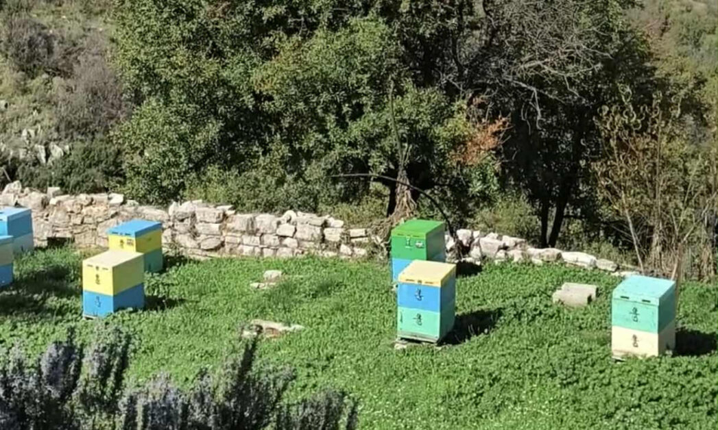 Authentic Corfu Travel Guide: Explore Old Perithia Village & the Syriotis Family Beekeeping Tradition