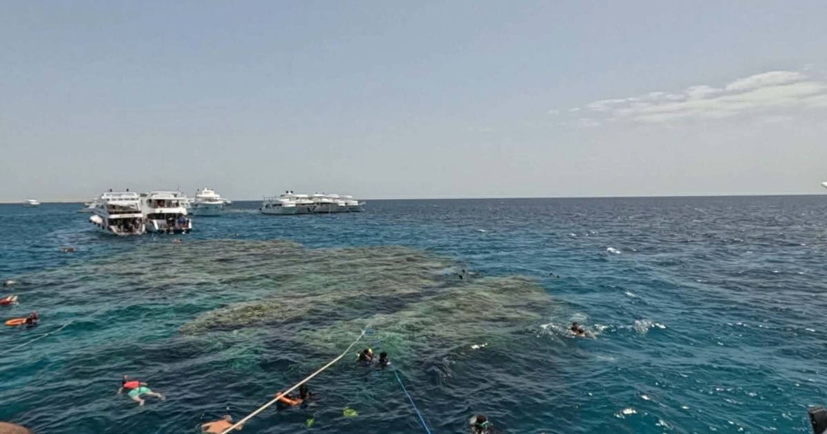 Luxury white yachts anchored near a colorful coral reef in Ras Mohammed National Park, with tourists snorkeling in clear turquoise water.